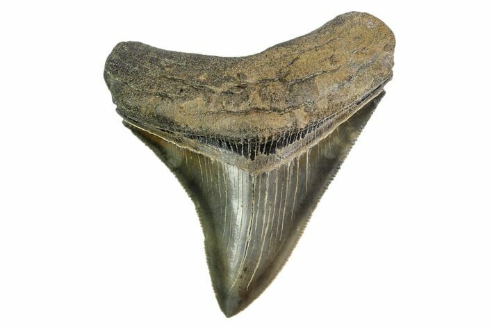 Serrated, Fossil Megalodon Tooth - Excellent Tip #149378